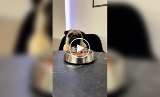 From the life of pugs