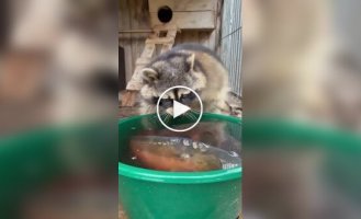 A raccoon and a fish in a basin