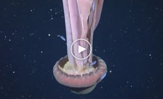 Огромная медуза, которую называют гигамедуза