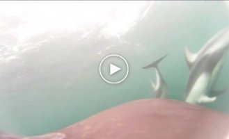 Marine biologists filmed killer whales hunting together for the first time and dolphins