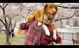 A horror movie in which the main character is a dog