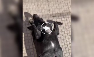 Собака принимает солнечные ванны