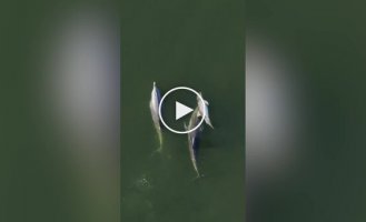 Самка дельфина несколько дней не могла расстаться с умершим детенышем