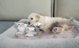 Котенок и щенок