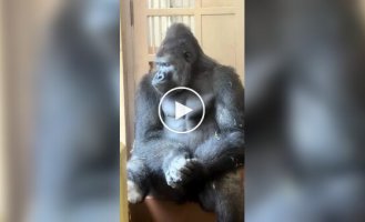 Самець горили поринув у роздуми