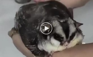 A plump sugar glider