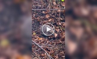 A hedgehog is preparing for hibernation