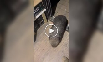 Вомбат обожает обнимашки