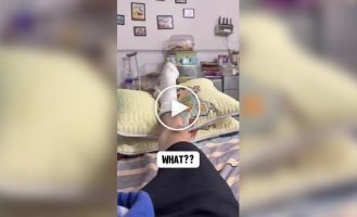 Будни хомяков