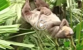 A sloth relaxes in a reverse plank pose