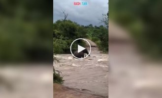Powerful floods in South Africa: A mother elephant heroically rescued her baby from a raging river