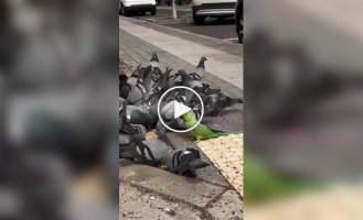 Свой среди чужих