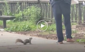 Белка настойчиво гналась за женщиной, у которой в руках была пицца