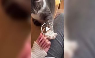 A cat tries to teach its owner how to properly hide its claws
