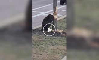 In Illinois A beaver was spotted "working" near the roadway.