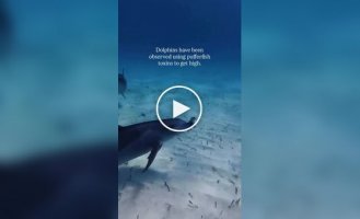 Dolphin collective drug addiction