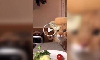 A fluffy cucumber lover