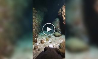 Как же мало нам известно об осминогах
