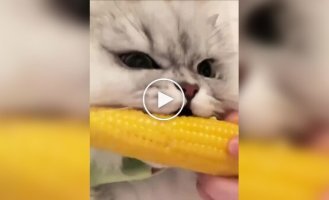 Пушистый любитель кукурузы