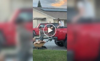 A four-legged assistant