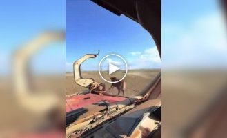 21st-century cowboys: in Australia, bulls are caught in pickup trucks