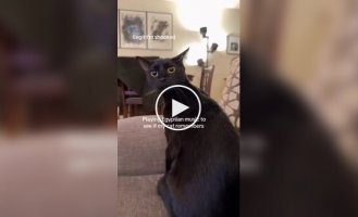 Власник кішки включив вихованцю єгипетську музику