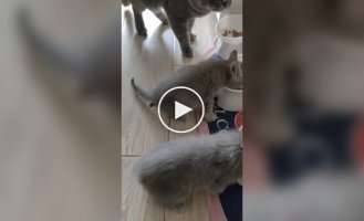 I got a kitten, but got a meat grinder