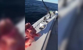 In the US, fishermen caught a fish with pronounced male characteristics.