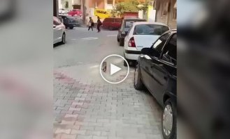 A cat brought a sick kitten to the clinic