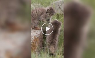Pallas's first hunt