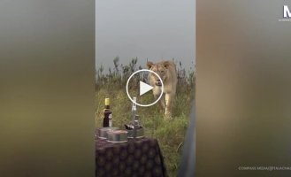 Неожиданные гости: львы прервали отдых туристов
