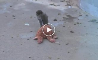 Макак с тяжелой судьбой, который не расстается с плюшевой «мамой»