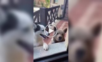 Dogs and Their New Friends