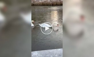 A swan father makes a path through the ice for his family