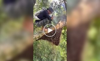 Сборщик дикого меда за работой