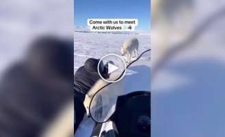 Уникальные кадры полярной семьи в арктических просторах