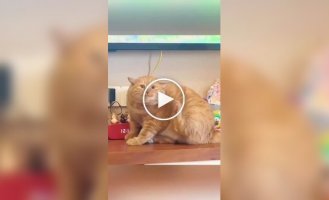 Будни толстых котов