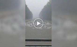 Silver carp jump during heavy rains and floods