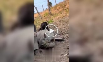 Свиня виявилася не за зубами оцелоту