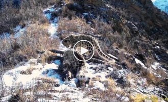 Мама-ирбис и трое ее котят попали в фотоловушку в Сайлюгемском нацпарке