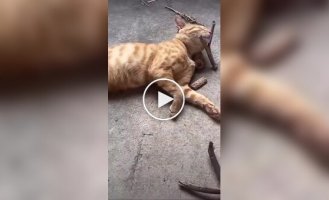 Sleeping vigilance of a cat