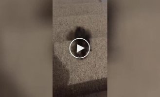 Маленький подвиг котенка