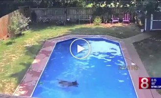 American woman discovers bear swimming in her pool