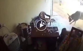 Два быка ворвались в магазин — сотрудник успел укрыться