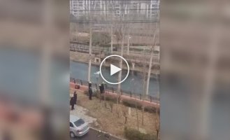 В Китае деревья теперь «стригут» лазерным лучом с дистанции