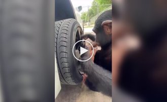 Шимпанзе взяли на работу в автомастерскую