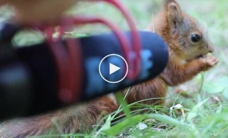 Какие звуки издает бельчонок во время еды