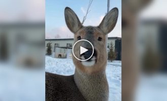 Сибірська козуля різко змінює зовнішній вигляд залежності від сезону