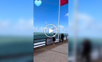 Чайка зависла в воздухе и укусила мороженое у американки