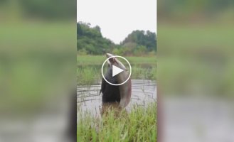 A gluttonous cormorant's snack.